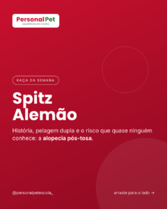 Spitz Alemão (Lulu da Pomerânia): história, pelagem e alopecia pós-tosa – Personal Pet Escola